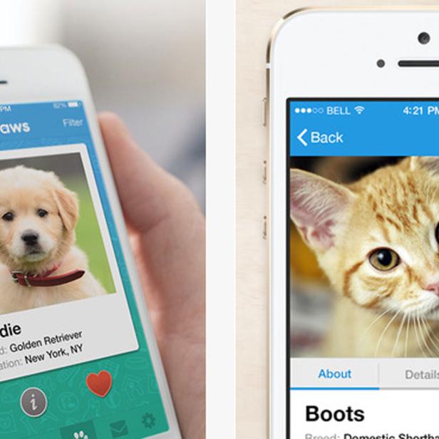 AllPaws soll die Suche nach einem neuen Haustier im Dating-App-Stil erleichtern