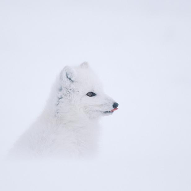 Isolier-Meister Polarfuchs: Der &quot;Eisfuchs&quot; hat unter den Landsäugern das wärmste Haarkleid. Als einziger unter den weltweit 23 Fuchsarten wechselt er die Fellfarbe mit den Jahreszeiten.