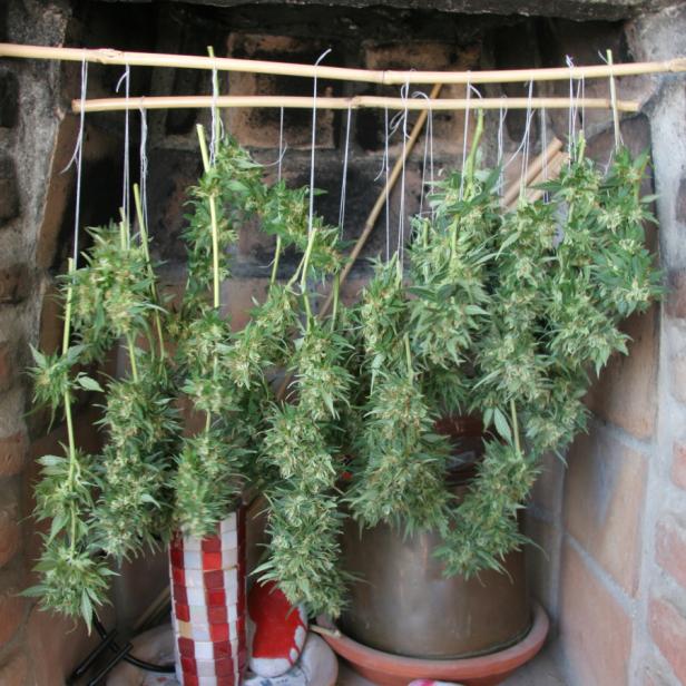 Cannabis-Pflanzen hängen zum Trocknen in einem gemauerten Raum.