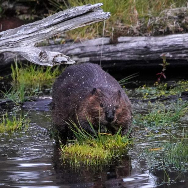 FILES-CHILE-ENVIRONMENT-WOODS-BEAVERS