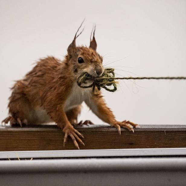 Squirrel with string