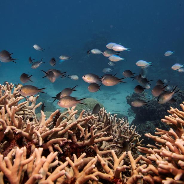 FILE PHOTO: A school of fish swim above a staghorn coral colony as it grows on the Great Barrier Reef off the coast of Cairns, Australia