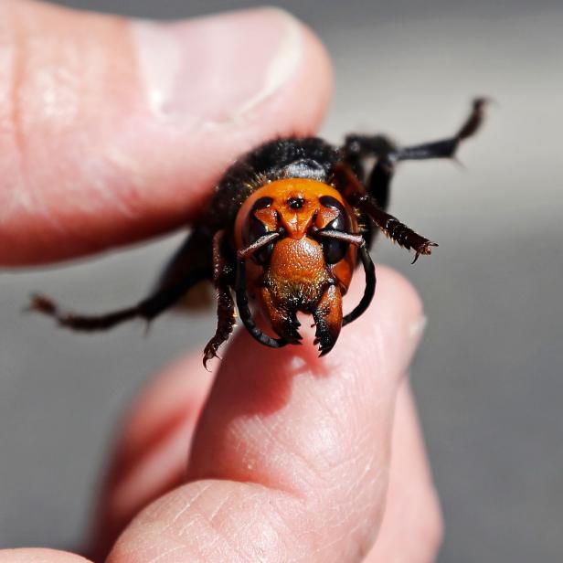 US-SCIENCE-ASIAN HORNETS