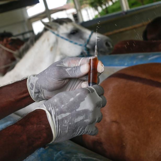 Researchers develop serum against covid through horse plasma