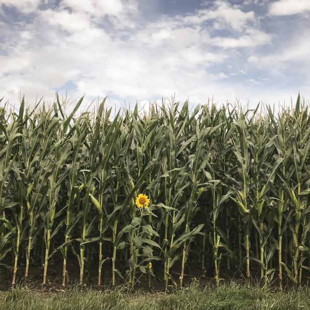 A Sunflower in Herrnleis