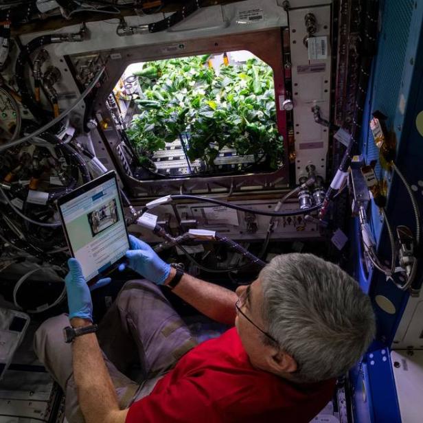 Ein Astronaut betrachtet ein Tablet vor einer Wand mit Pflanzen in der Raumstation.