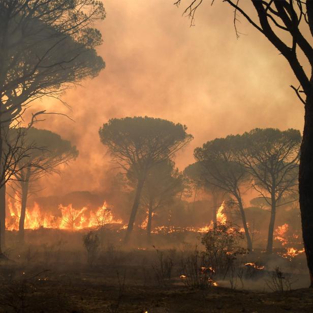 Flammen zwischen Bäumen im Rauch bei Waldbrand in Frankreich