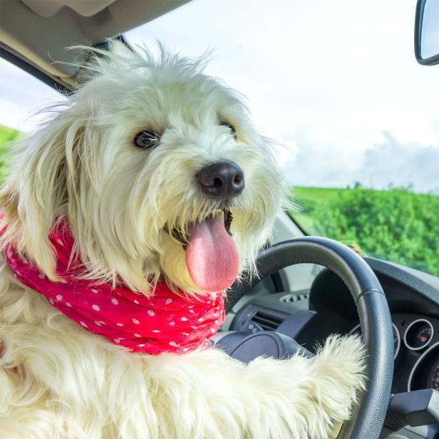 Dog driving a steering wheel in a car