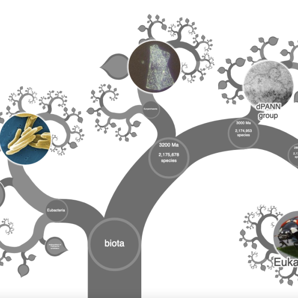 Ein Stammbaum des Lebens, der die Entwicklung von Biota, Eukaryota und Eubacteria zeigt.