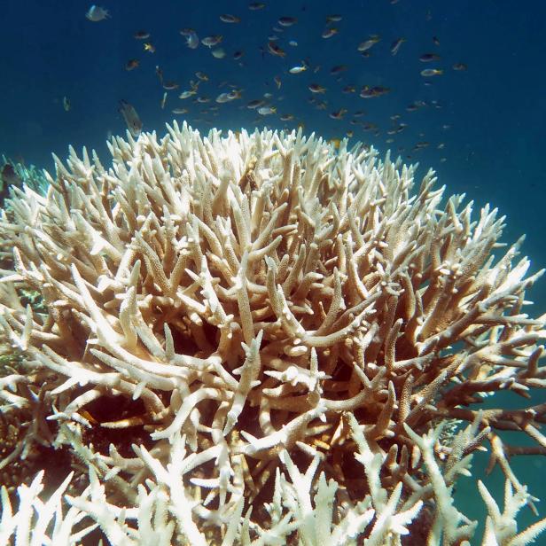 AUSTRALIA-ENVIRONMENT-BLEACHING-REEF-CONSERVATION