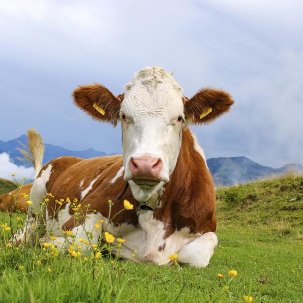 Cow at the meadow in the alps