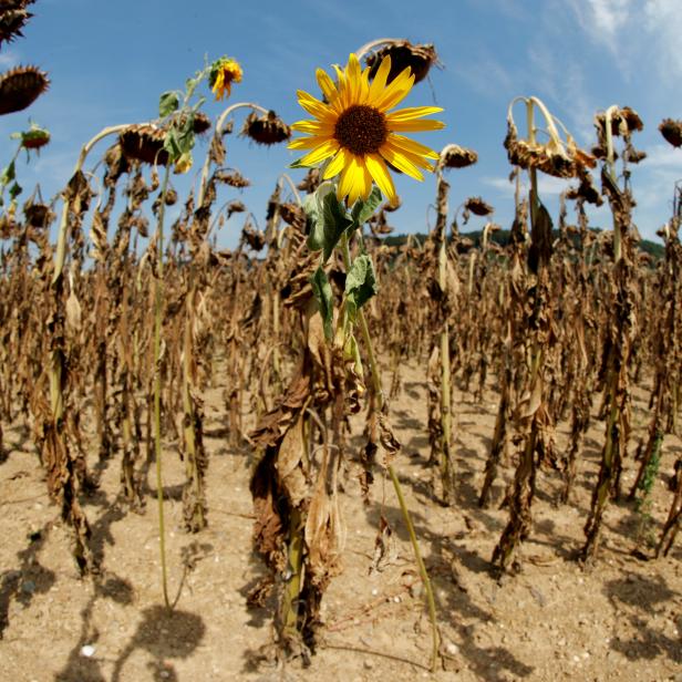 FILE PHOTO: Sunflower blooms in between dried-out ones during hot summer weather on a field near Benken