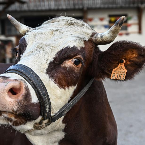 FILES-FRANCE-AGRICULTURE-FAIR-MASCOTT