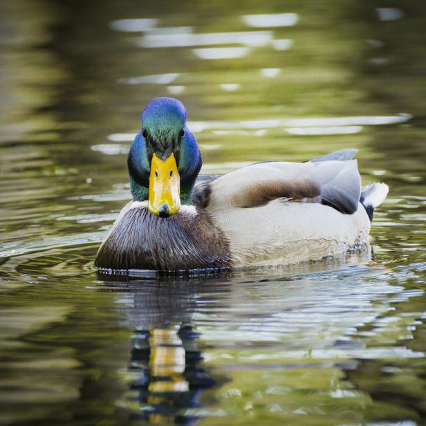 Enten am Parapluie Teich im Schwarzenbergpark 