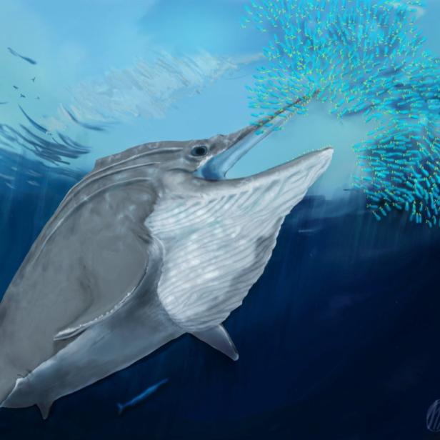 Ein Wal frisst einen Schwarm kleiner, blauer Fische unter Wasser.