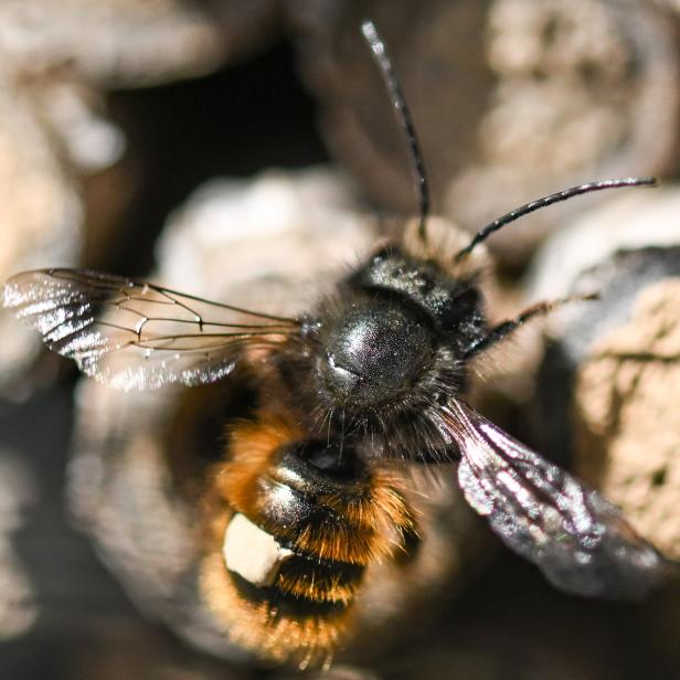 Wildbienen auf dem Frankfurter Lohrberg.