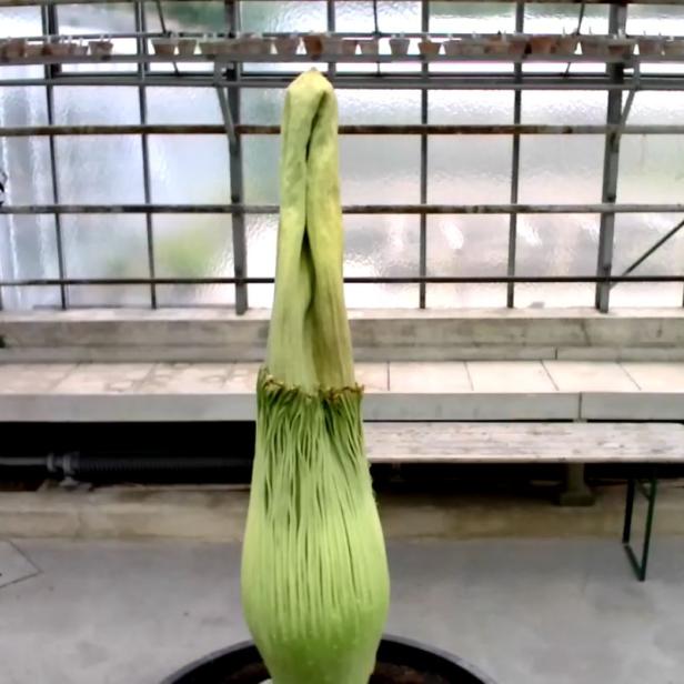 Titanenwurz vor der Blüte.