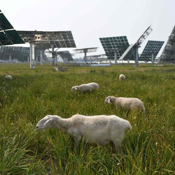 Schafe grasen unter drehbaren Photovoltaik-Modulen