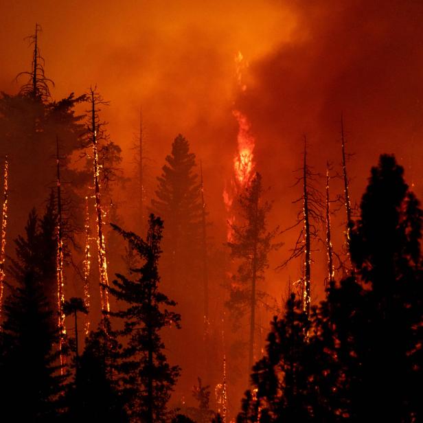 Ein Waldbrand mit hohen Flammen und dichter Rauchwolke im Abendrot.