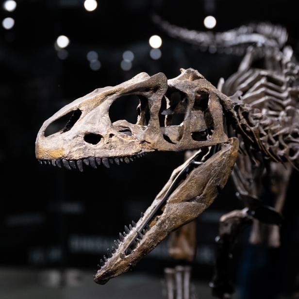 Muss das Aussterbe-Event der Dinosaurier überdacht werden?