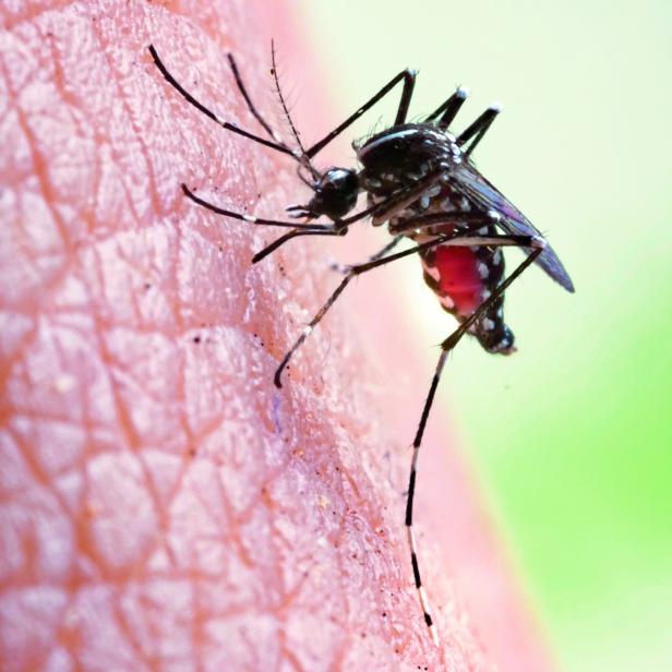Aedes aegypti Mosquito