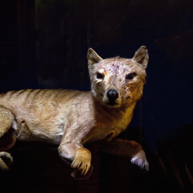 Ein Präparat eines Beutelwolfs oder Tasmanischen Tigers im Museum Wien.