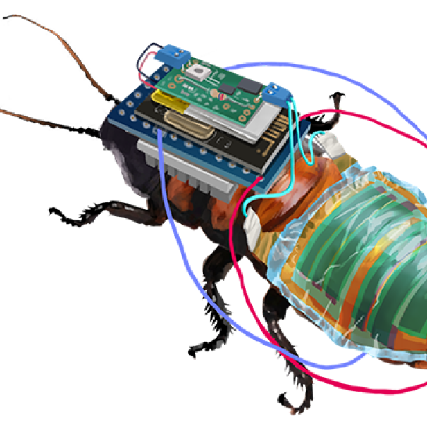 Wie eine Art Rucksack wird der Schabe eine winzige Solarzelle auf den Rücken geschnallt.