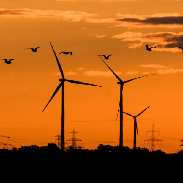 Symbolbild: Vögel fliegen an Windrädern vorbei