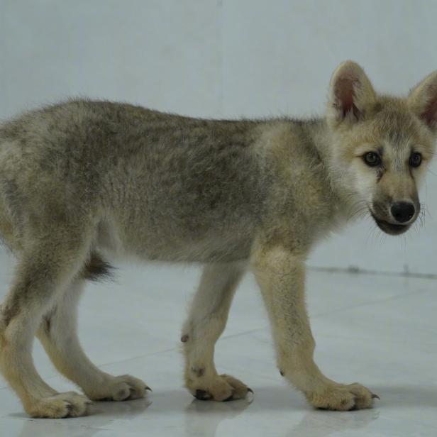 Chinesischen Wissenschaftler*innen ist es gelungen, mithilfe von Beagle-Leihmüttern ein Wolfsjunges zu züchten. 