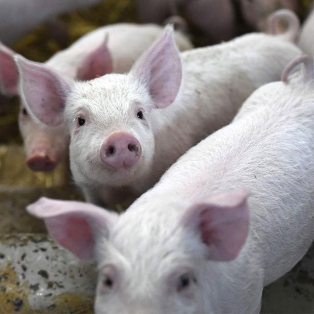 Kleine Schweinchen in einem Schweinestall