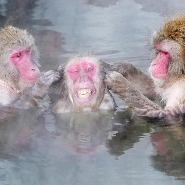 Japanese Macaques gather to soak in a hot spring in Hakodate