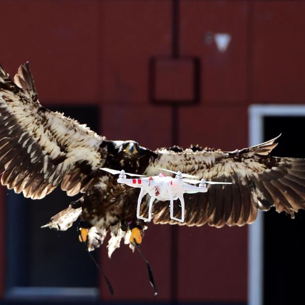 FILES-NETHERLANDS-POLICE-EAGLE-DRONE