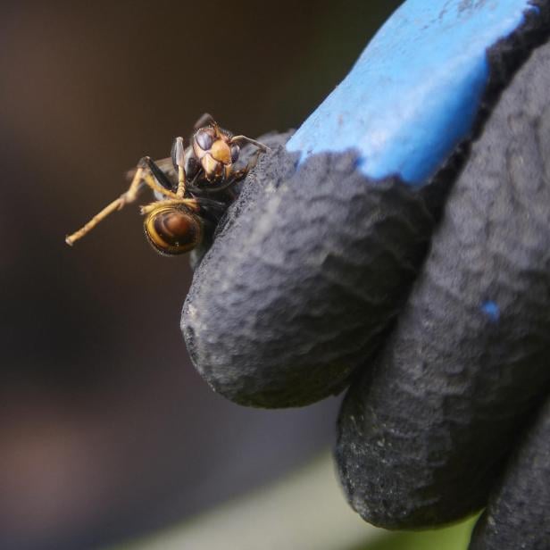 SPAIN-ENVIRONMENT-ANIMAL-PESTS