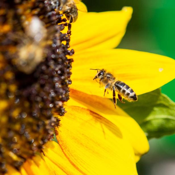 Weltbienentag