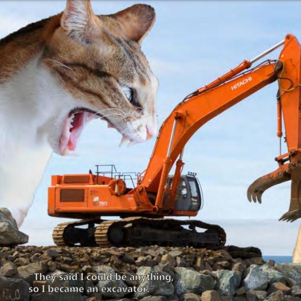 Die Riesenkatzen sind im August zu sehen