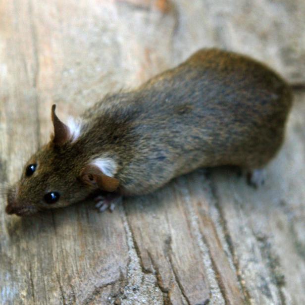 ++ ARCHIVBILD ++ WIEN: RATTEN ALS TRÄGER MULTIRESISTENTER KEIME