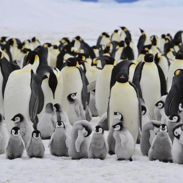 Emperor Penguins with chick