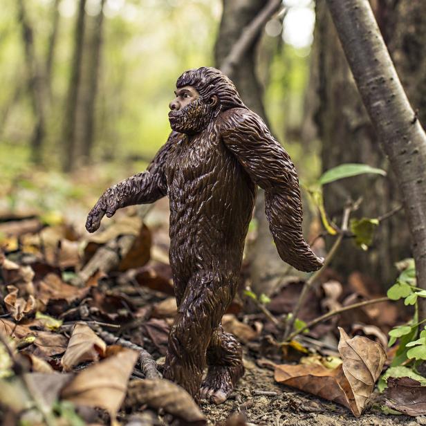 Bei Bigfoot wird es sich wohl um einen Schwarzbären handeln.