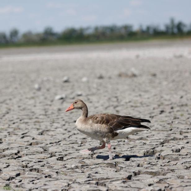 A grey goose walks in almost dried up Lake Zicksee near Sankt Andrae in Austria