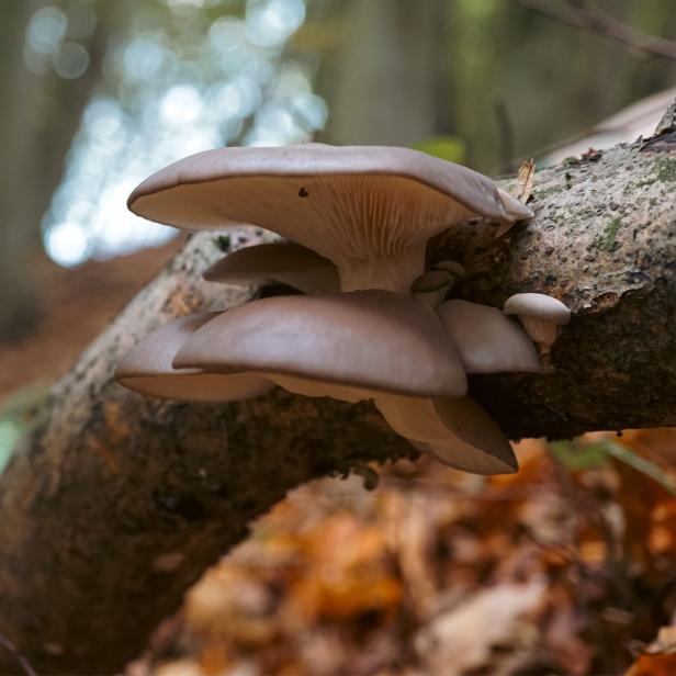 Austernpilze wachsen im Wald, aber auch auf Substraten wie Kaffeesatz oder Stroh