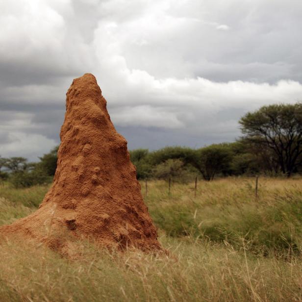 frontiers-materials-termite-mounds-egress-complex_874.jpg