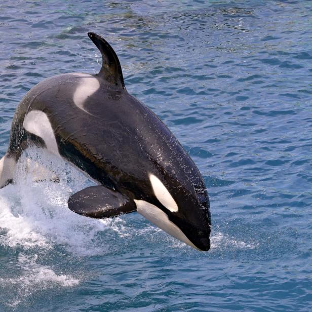 Killer whale jumping out of water