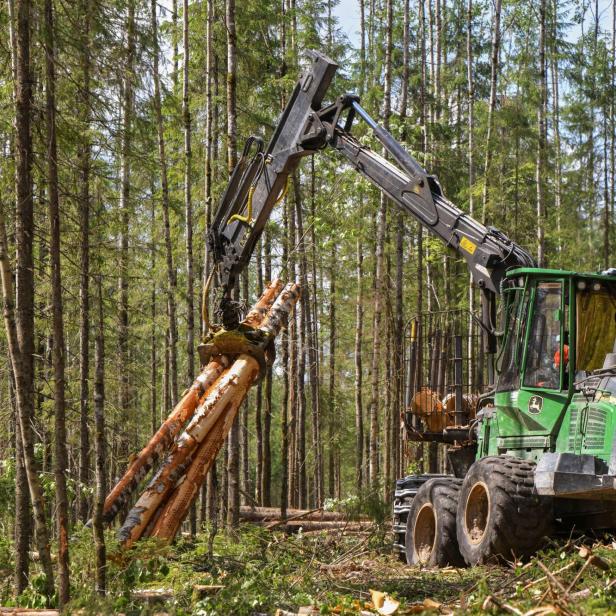 Symbolbild: Holzfällen im Wald