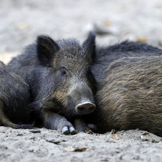 Wildschwein (Symbolbild)