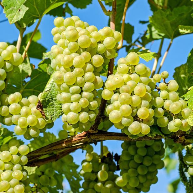 Es wird ein Wein sein - dank KI!