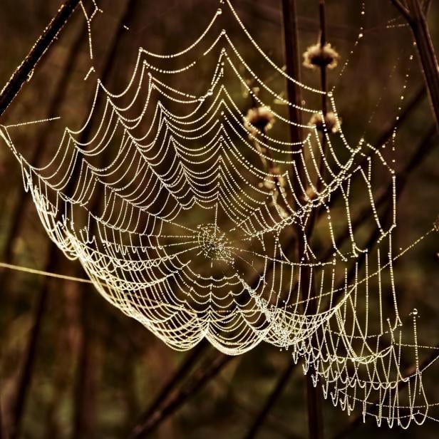 Ein Spinnennetz im Morgentau.