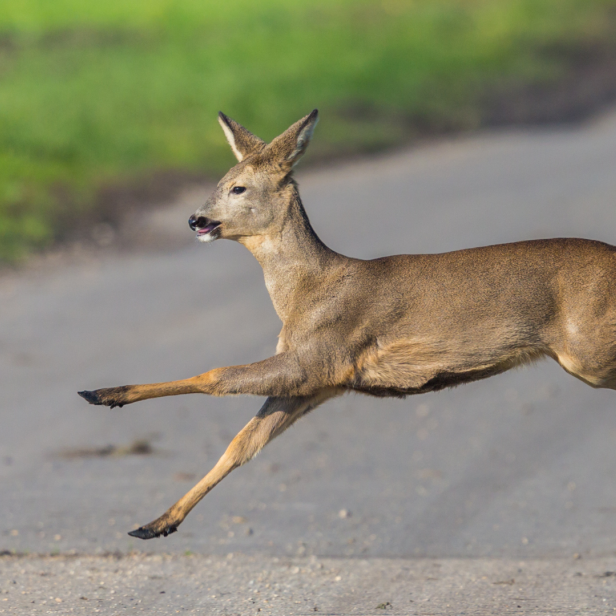 Wildunfälle sorgen für Tierleid, Schäden am Auto und im schlimmsten Fall sogar für Tote.