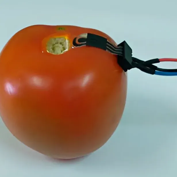 Der Sensor ist biologisch abbaubar.