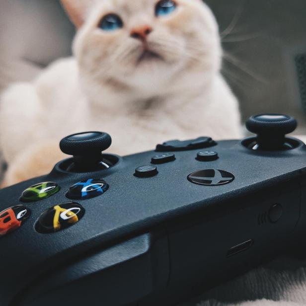 Xbox-Controller mit Katze im Hintergrund