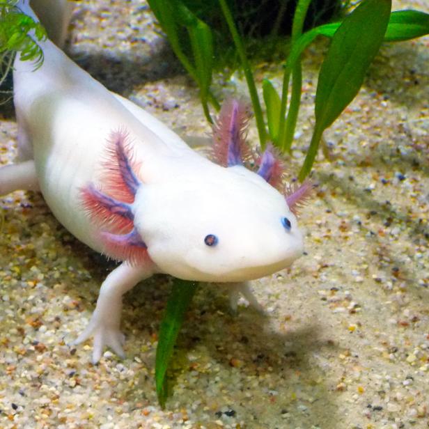 Axolotl (Symbolbild)